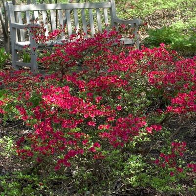 Rhododendron 