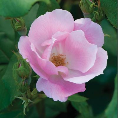 Rosa Knock Out&reg; Blushing Blushing