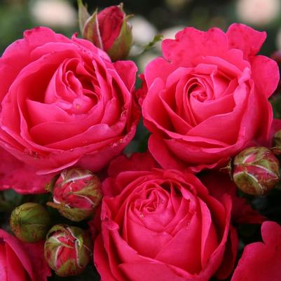 Rosa Eleganza&reg; Fiji&trade;