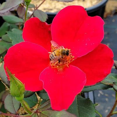 Rosa Miracle on the Hudson&reg: