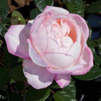 Rosa Best Kept Secret&trade;