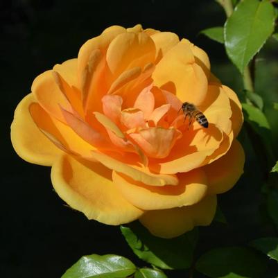 Rosa Sunbelt&reg; South Africa&reg;