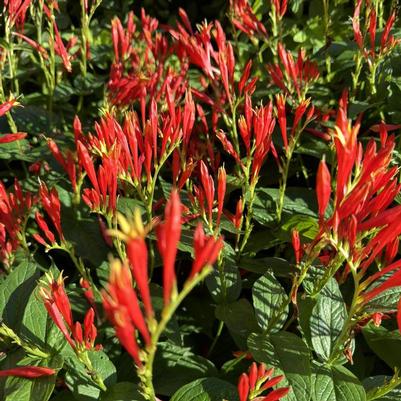 Spigelia marilandica 