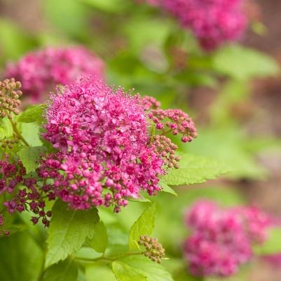 Spiraea japonica Double Play&reg; Gold