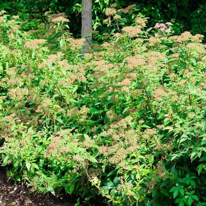 Spiraea x bumalda Shirobana (Shibori)