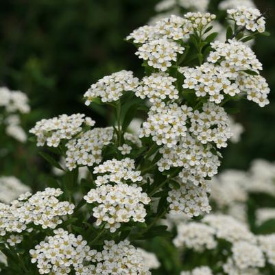 Spiraea nipponica Wedding Cake&reg;