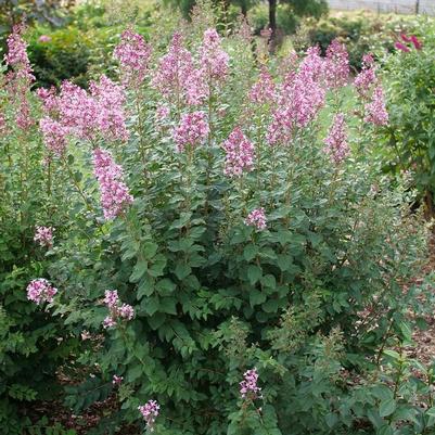 Syringa