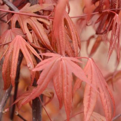 Acer palmatum Ukigumo