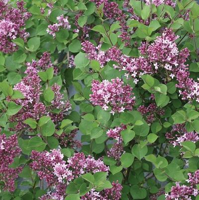 Syringa Bloomerang&reg; Dwarf Purple