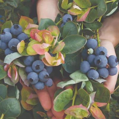 Vaccinium Bushel and Berry&reg; Peach Sorbet&reg; 
