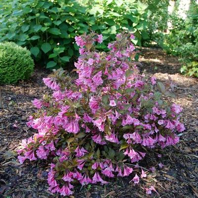 Weigela florida Sonic Bloom Wine&trade;
