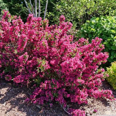 Weigela florida Sonic Bloom&reg; Punch