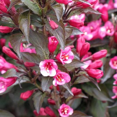Weigela florida Colorstar&trade; Merlot Pink
