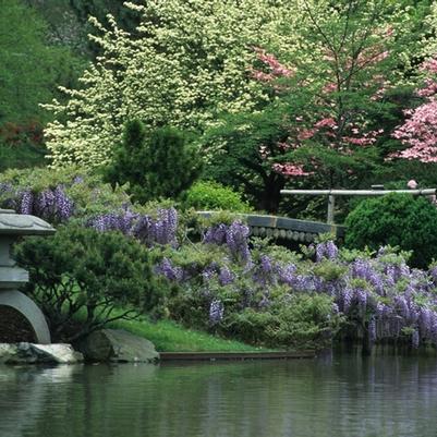 Wisteria floribunda 