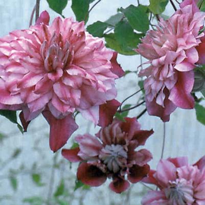 Clematis Patricia Ann Fretwell&trade;