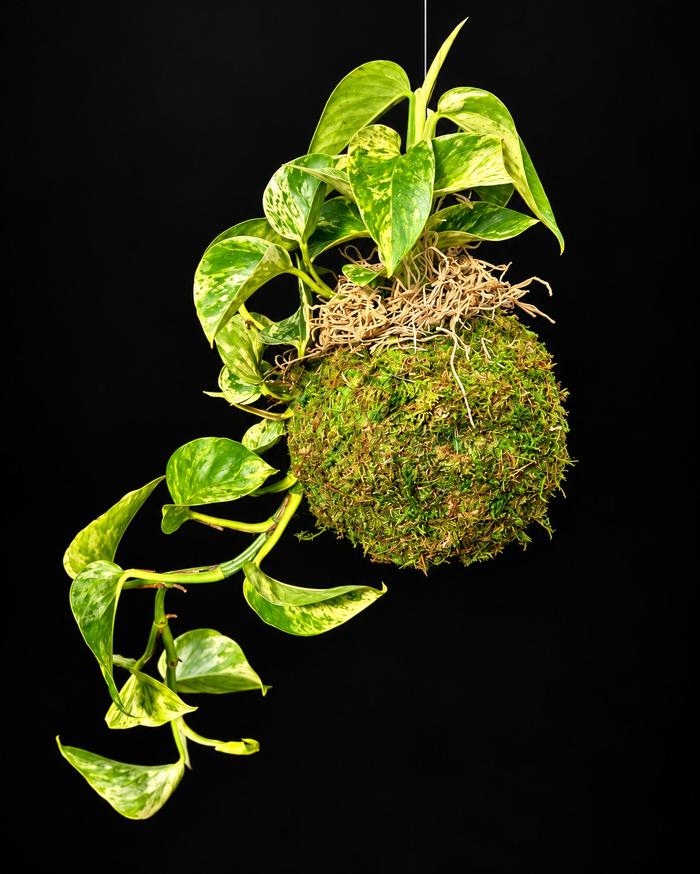 Kokedama Class Online Ticket
