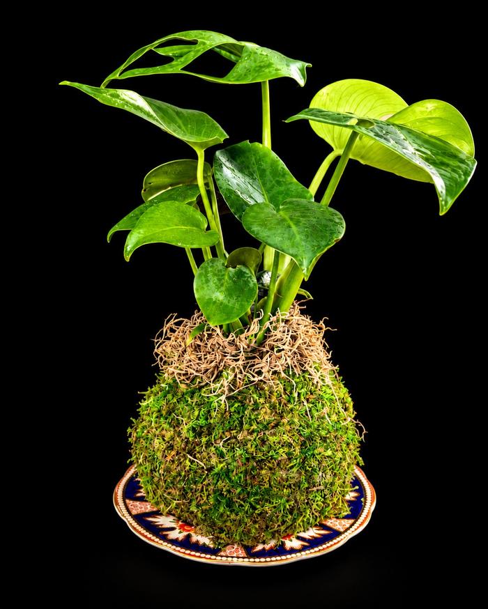 Kokedama Class Online Ticket