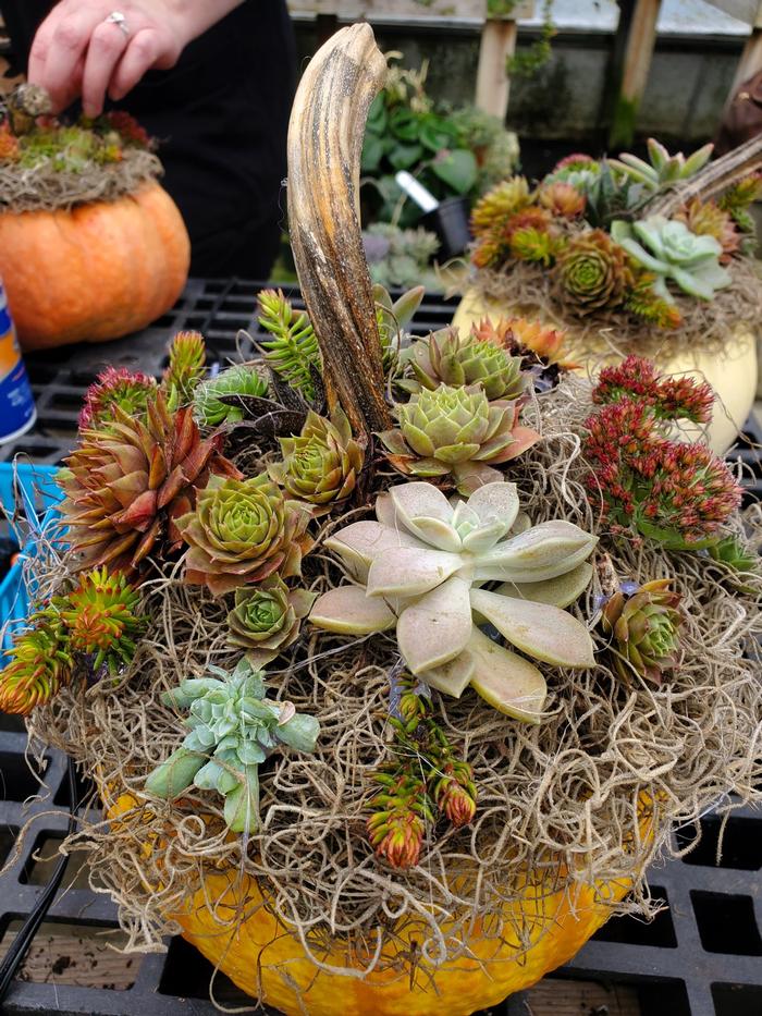 Pumpkin Succulent Workshop ? Sat, Oct 24 at 11 AM