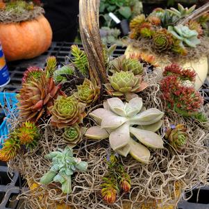Pumpkin topped with succulents, moss, and natural accents from the Kent Countryside Pumpkin Succulent WorkshopPumpkin Succulent Workshop ? Sat, Oct 24 at 11 AM