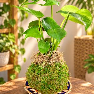 Kokedama moss ball plants on a tray