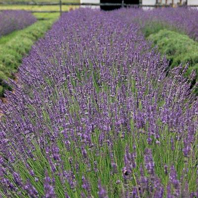 Lavandula x intermedia Phenomenal®